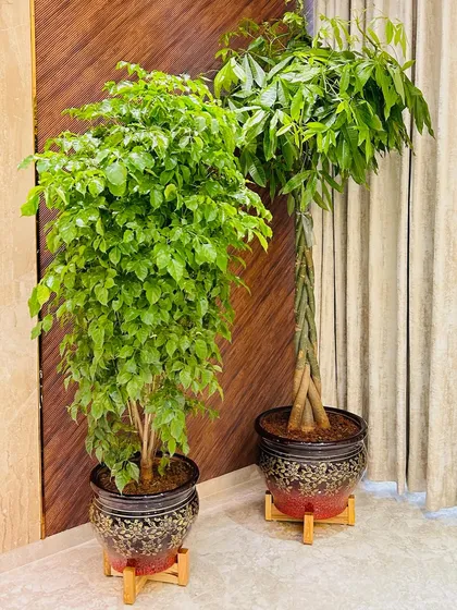 These large indoor trees are perfect for adding drama and height to a room. We ensure the planters and plant stands match the overall aesthetic, creating a cohesive and polished look.