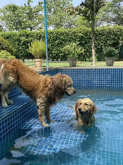 One dog encourages another to join in the fun. The steps make it easy for dogs to enter and exit the water at their own pace.
