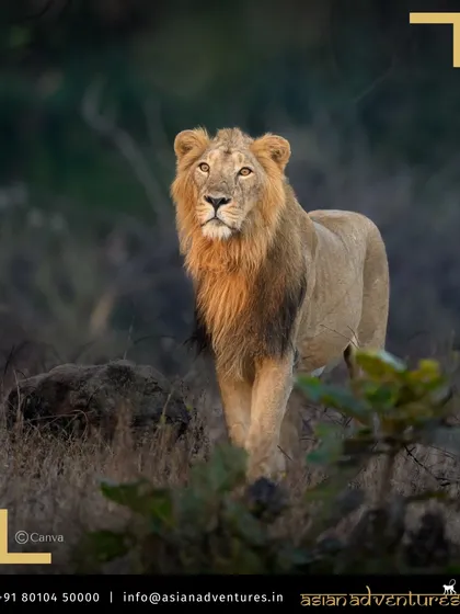 An impressive male Asiatic Lion, the pride of Gir National Park, pauses to survey his kingdom. We take you to the last remaining habitat of these endangered lions for a truly unique Indian safari experience.