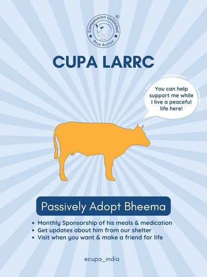 Cupa - Pet Adoption, Fostering & Sponsorship Beyond Cats & Dogs: Our Large Animal Rescues photo 4