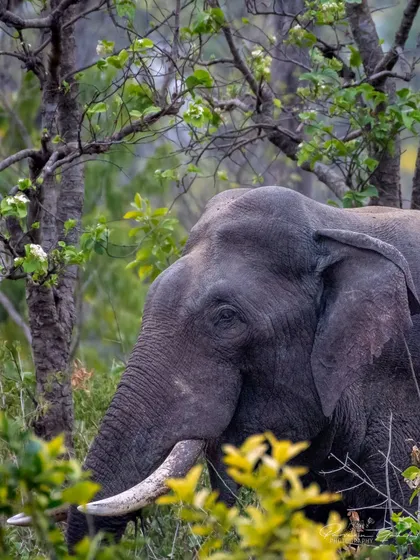 A close-up portrait of the tusker from Rajaji, showing the texture of his skin and the impressive size of his tusk.