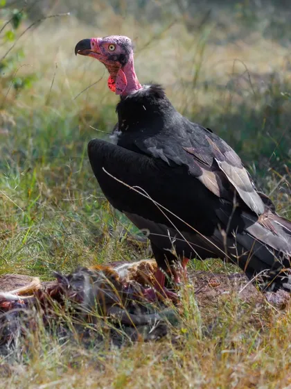 A Red-headed Vulture, also known as the King Vulture, stands over its meal. This critically endangered species plays a vital role as a scavenger, and this image highlights the urgent need for vulture conservation efforts across India.