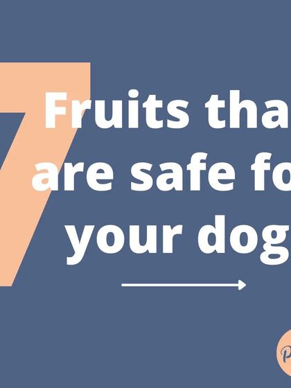 This is the cover for my guide on 7 safe fruits for your dog. It's always good to know what healthy human foods you can share!