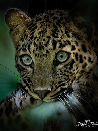 A leopard has killed a baby monkey. This is a difficult but important moment to document. It shows the harsh reality of nature and the circle of life, and the pain is visible in the dead monkey's eyes.