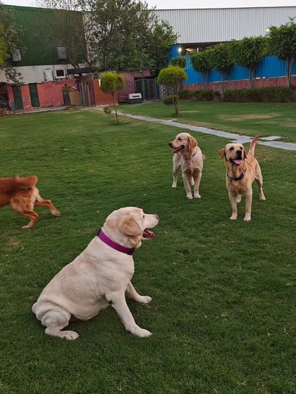 More happy dogs enjoying the open space. The mix of breeds and the relaxed atmosphere is what makes our facility special.