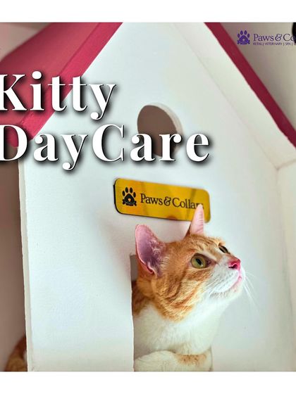 PawsnCollars - Pet Boarding & Hotel The Kitty Cottage: For Our Feline Guests photo 6