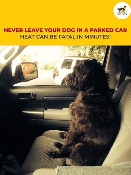 Oh My Pet - At-home Pet Grooming Pet Health & Safety Gyaan photo 9