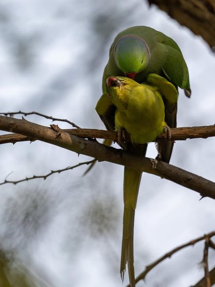 Another angle of the parakeet courtship, showing the tenderness of the interaction. Love in the animal kingdom is a beautiful thing to witness.