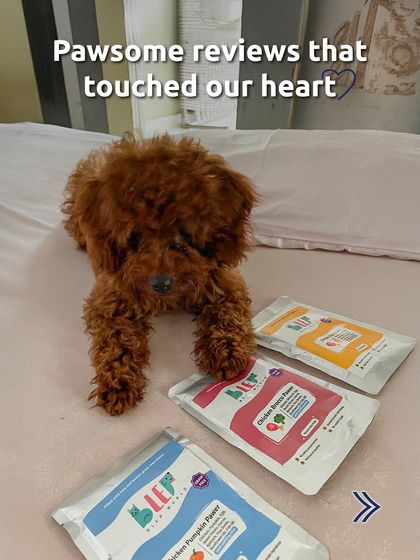 This adorable poodle is posing with a fresh delivery. We love seeing our customers excited for their Blep box to arrive.