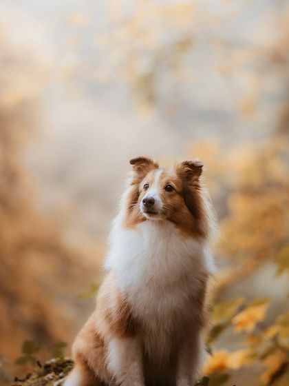 Rohit - Family & Pet Photography Seasonal Splendor: Spring & Autumn photo 7