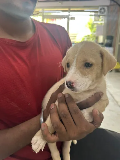 This gentle puppy is being held securely, showing how comfortable he is with human contact. He is ready to start his new life with a loving family.