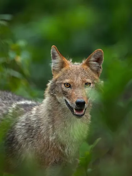 A Golden Jackal peers through the green foliage, its intelligent eyes and slight smile giving it a cunning and curious look.