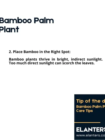 Bamboo Palm Care: Light. Place your Bamboo Palm in a spot with bright, indirect sunlight. Too much direct sun can scorch its delicate leaves.