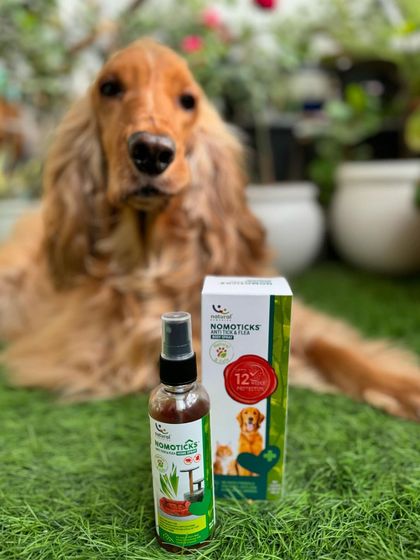 Keeping Posto safe from ticks and fleas with Natural Remedies' Nomoticks spray. It's an essential part of our pet care routine.