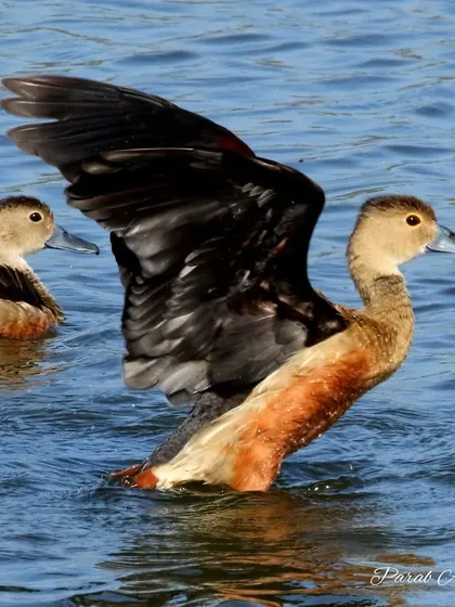 A Lesser Whistling Duck stretches its wings, showing off its dark plumage. These ducks are nocturnal feeders and can often be found in large, social flocks on lakes and paddy fields during the day.