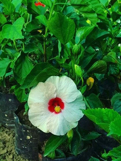 This is a stunning white Hibiscus with a deep red center. It is a hardy flowering shrub that produces big, beautiful flowers all through the warm months.