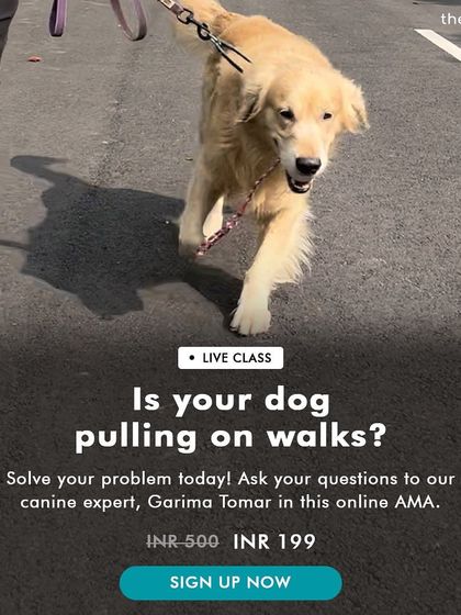 Garima Tomar - Dog Training & Behavior Consultation Solving Problem Behaviors photo 8