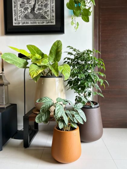 Sushmita - Home Styling & Decoration My Green Sanctuaries: Balcony & Indoor Plants photo 22
