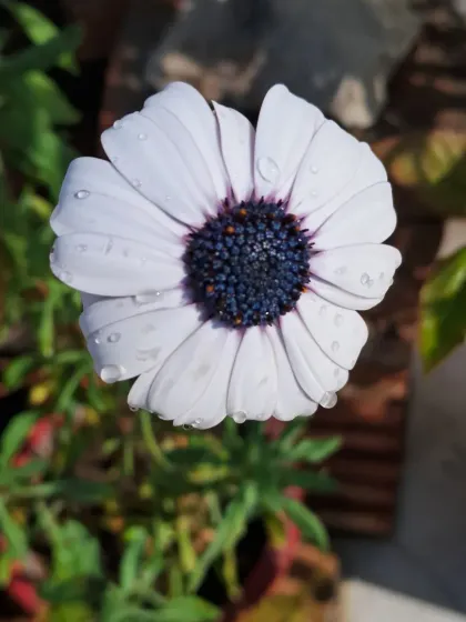 Bhardwaj - Urban Gardening Consultation A Riot of Colorful Flowers photo 180