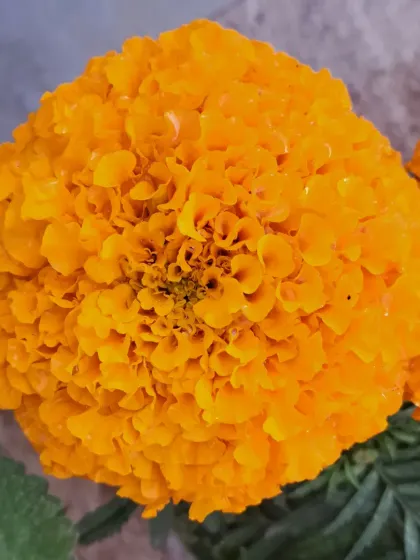 Bhardwaj - Urban Gardening Consultation A Riot of Colorful Flowers photo 91