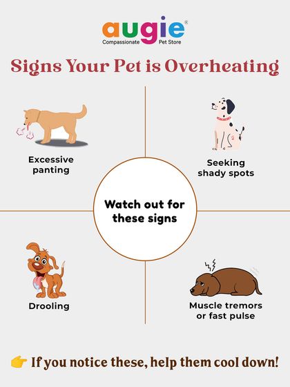 Augie Pets - Pet Grooming Services Seasonal & Health Care Guides photo 22