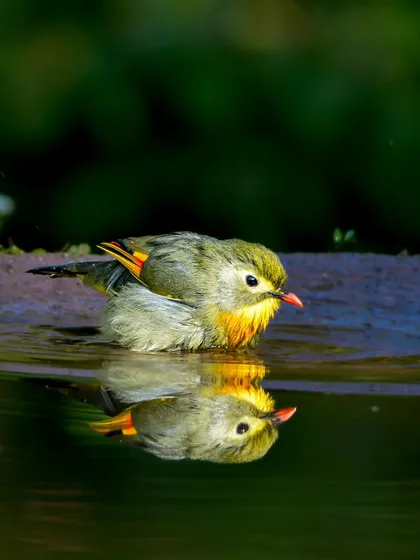 A Red-billed Leiothrix takes a dip in the cool waters of Sattal, Uttarakhand, its vibrant colors creating a perfect mirror reflection. Our workshops focus on mastering light and composition to create such artistic and memorable bird photographs.