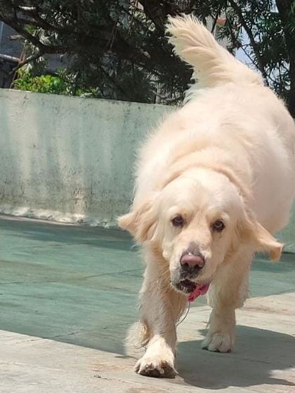 Stay - Dog Daycare For Our Special Guests photo 4