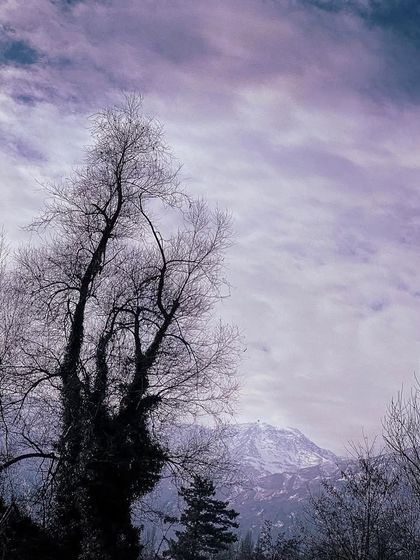 Bare winter trees in Kashmir stand like silhouettes against a dramatic purple sky and distant snowy peaks. There's a certain melancholic beauty in the starkness of winter that I find very poetic.
