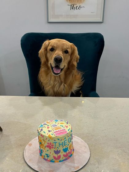 Theo sitting politely at the table, waiting for his hoomans to serve him his intricately decorated birthday cake. Such a good boy.
