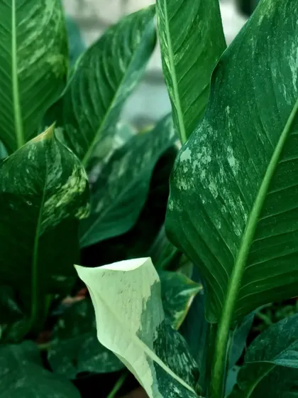 A close-up of a variegated Spathiphyllum, or Peace Lily. While the classic Peace Lily is all green, this variety features beautiful white splashes on its leaves.