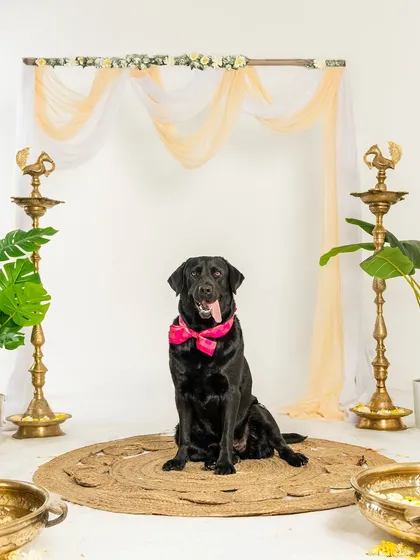 A handsome black Labrador poses in our elegant Diwali mini-shoot setup, complete with traditional lamps and floral decorations.