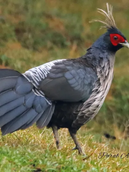 The male Kalij Pheasant, with its glossy plumage and striking red face, is a prize sighting in the Himalayan foothills. This photo was taken during an expedition where we tracked this game bird through its forest habitat, a perfect example of the immersive experiences I offer.