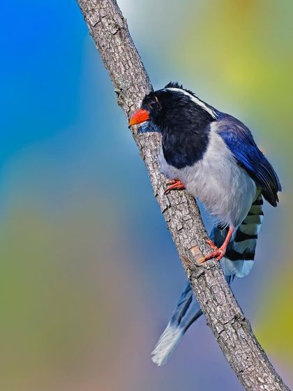 A Red-billed Blue Magpie clings to a tree trunk, its body angled downwards. The colorful, abstract background adds an artistic flair to the shot.