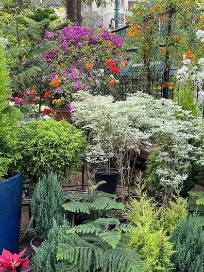 Here you can see how the white Snowflake Poinsettia complements other festive plants like the Golden Cypress and colorful Bougainvilleas. We can help you create stunning holiday arrangements.