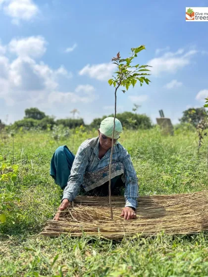 A member of our field team carefully lays down a straw mat for mulching. This simple, natural technique helps retain soil moisture, suppress weeds, and provide nutrients to the sapling as it decomposes, giving it the best chance of survival.