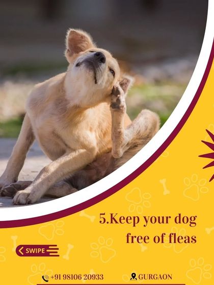Keeping your dog free of fleas is crucial for managing shedding and skin irritation. Regular grooming and preventative treatments are your best defense.