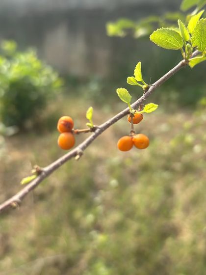 The small, orange-red fruits of the Gangeti (Grewia tenax) shrub. This hardy native is loved by people and wildlife alike and is perfect for restoring dry, degraded land.