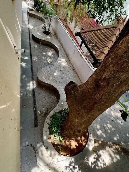 A detail of the landscape design at the RBANMS school, where a wavy concrete curb navigates around the base of a tree. Even small gestures can create a playful and considered environment.