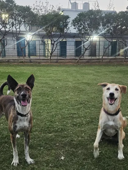 Two happy faces, Pari and Jumper, enjoying their stay. Our boarding facility is designed to be a home away from home, with all the comforts and fun they need.