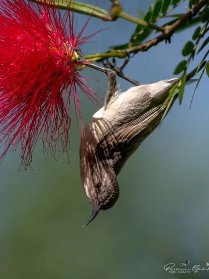A female Purple Sunbird performing acrobatics to sip nectar from a bright red bottlebrush flower. Many people mistake them for hummingbirds.