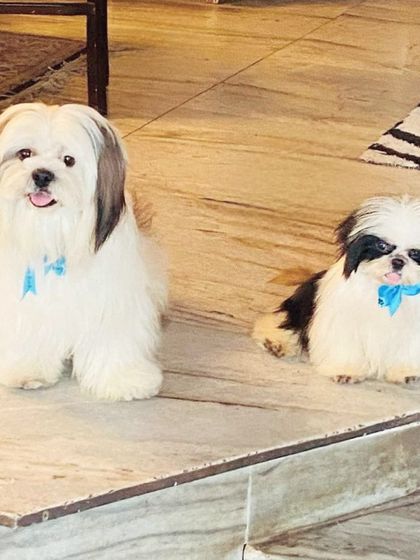 Double trouble! These two Shih Tzus are freshly groomed and ready for a birthday party.
