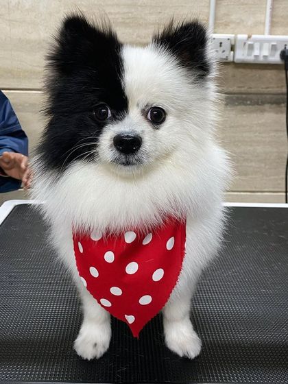 Mia the Pomeranian's unique black and white coat looks extra striking after a fresh groom.