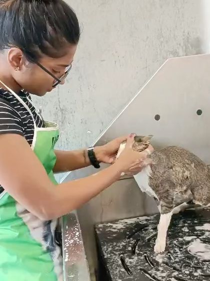 Mamppi Deb - Pet Grooming & Styling Feline Friends: Cat Grooming photo 10