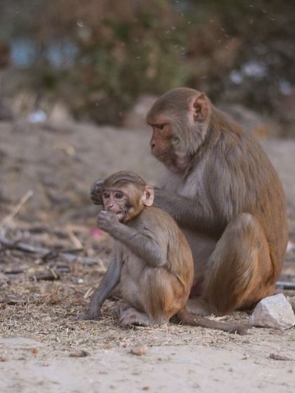 Manya Upadhyay - Travel & Documentary Photography Wildlife Encounters photo 50