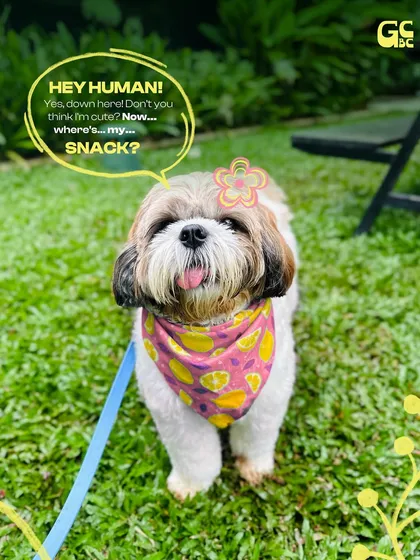 This adorable shih tzu is here to demand snacks and belly rubs. With a face that cute, how could anyone say no?