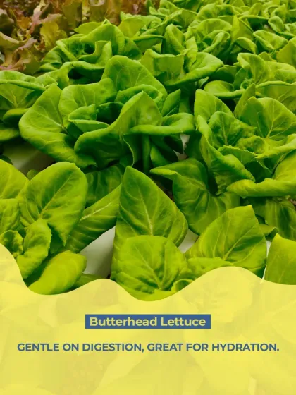 I choose butterhead lettuce for its tender texture and hydrating properties. It's gentle on digestion and adds a delicate freshness to our salads.