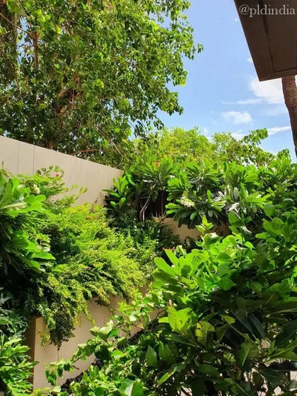 A view from a high wall looking down into a lushly planted boundary. Even the most functional spaces are an opportunity for us to introduce the beauty and life of nature.