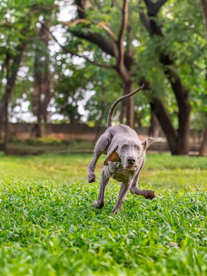 Draco the Weimaraner puppy mid-run, his ears and cheeks flapping in the wind. A hilarious and dynamic action shot from our park session.