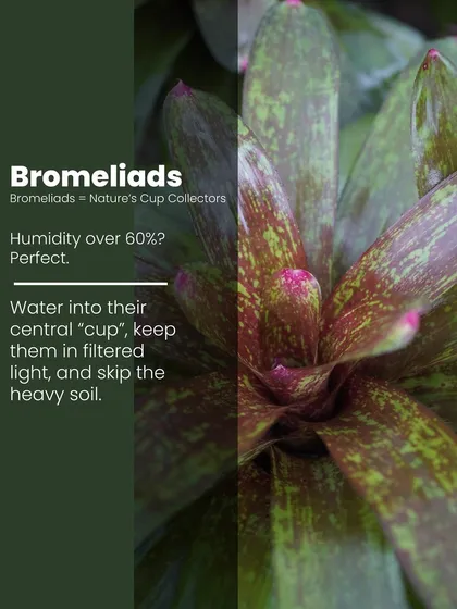 Bromeliads are nature's cup collectors and perfect for humid climates. Water them into their central "cup," keep them in filtered light, and they will thrive.