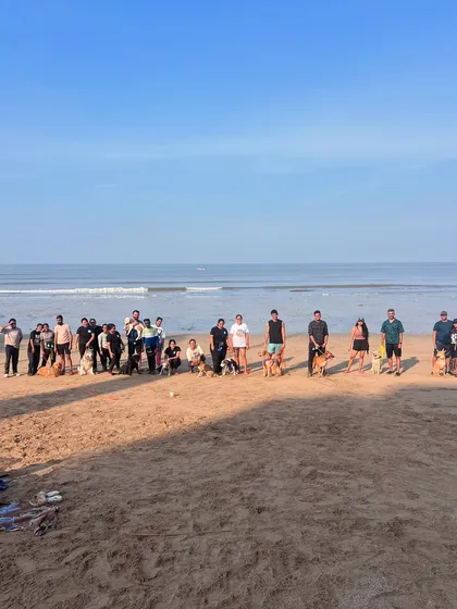 Once you graduate from our program, you become part of the MBT family. We host monthly pack walks and beach meetups, providing a safe and structured environment for dogs to socialize and for you to connect with other owners.